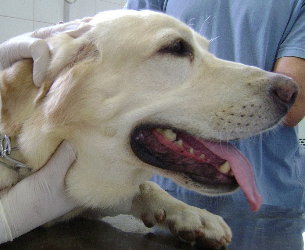 curso-de-pos-graduacao-lato-sensu-em-oncologia-veterinaria