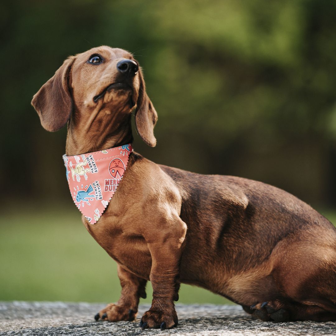 neurocirurgia-coluna-veterinaria-pequenos-animais