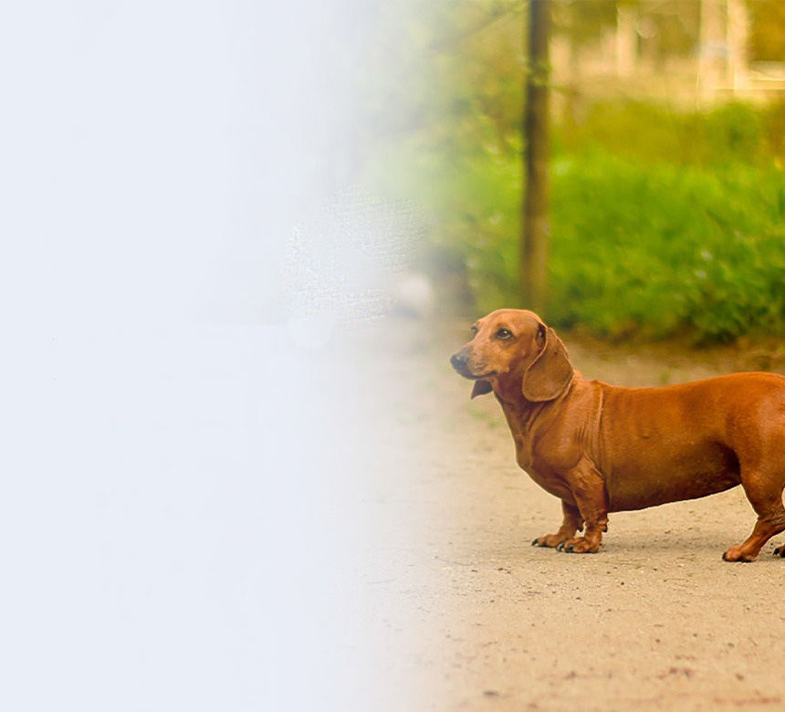 neurocirurgia-de-coluna